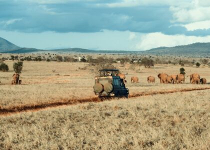 farm during daytime